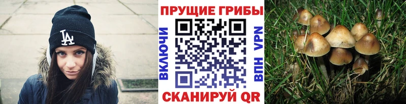 где можно купить   Фрязино  Галлюциногенные грибы GOLDEN TEACHER 